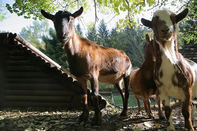 Ranč u jelena – fotografie 6